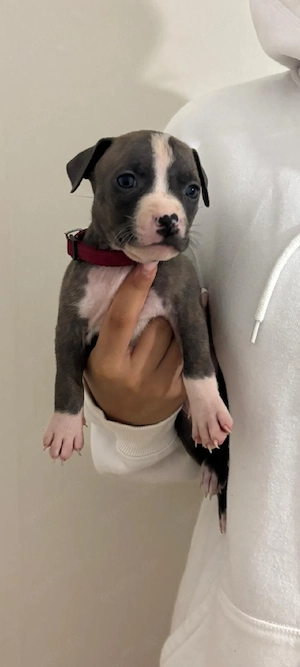 Amerkian bully mix welpe. 