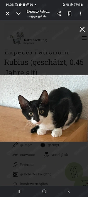 Rubius.      