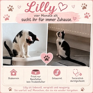 Neugierige Babymiez abzugeben