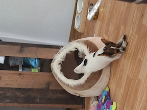 Ich suche ein neues Zuhause für meinen Hund 