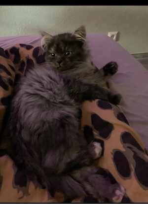 Mini Perserkater mit Nase
