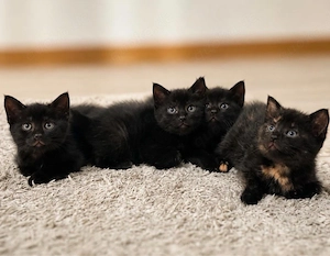 Katzenbabys zu verkaufen