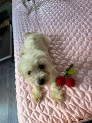 Perla sucht ein liebevolles Zuhause!