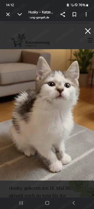 Husky.     