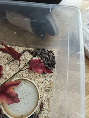 Kornnatter Babys zu verkaufen Bild 2