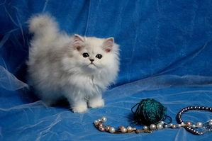 Schön  persische Babykatzen Bild 3