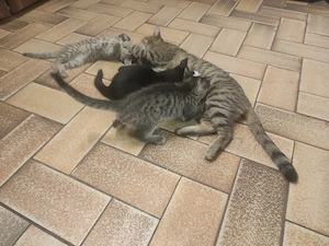 europäische kurz haar katzenbabys 