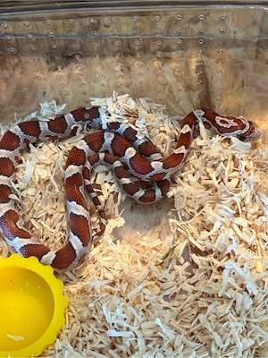 0.1 Candy cane motley kornnatter  Bild 5