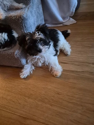 Biewer Yorkshire Mix