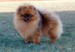 Pomeranian- Zwergspitz  