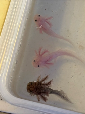 Axolotl Jungtiere