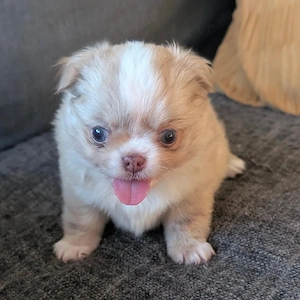 Chihuahua-Welpen suchen ein liebevolles Zuhause   