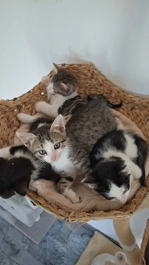 Hilfe für unsere Katzen 