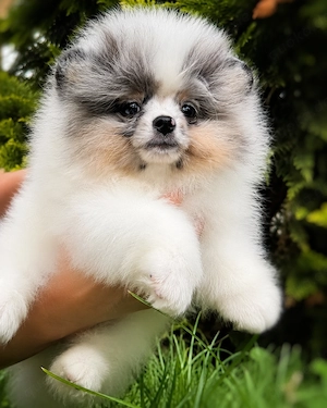 Pomeranian ähnlich  Pudel Chihuahua Malteser Havaneser 