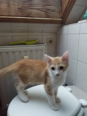 Bebi Katze 