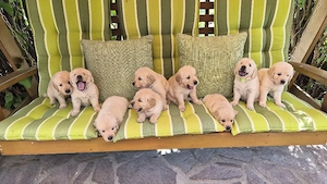 Golden Retriever Welpen 