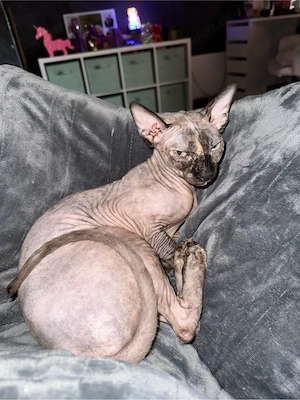 Sphynx Geschwister Bild 5
