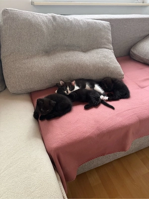 3 Monate alte Kitten 