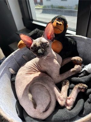 Sphynx Geschwister Bild 4