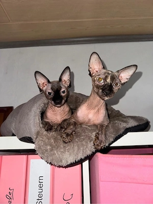 Sphynx Geschwister Bild 3
