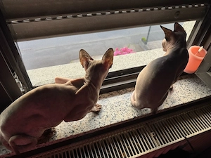 Sphynx Geschwister Bild 2