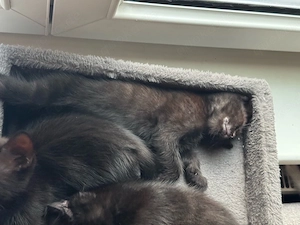 Katzenbabys zu verkaufen     