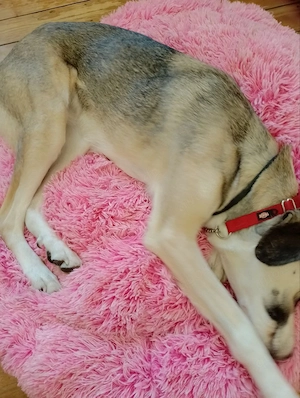 Hundekissen Rosa Wolke XL, 100 cm Bild 2