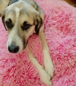 Hundekissen Rosa Wolke XL, 100 cm Bild 4