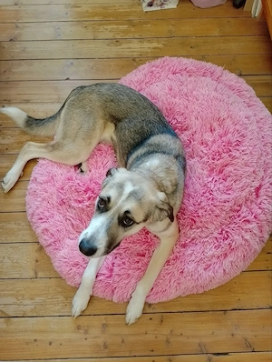 Hundekissen Rosa Wolke XL, 100 cm