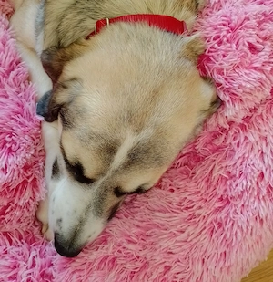 Hundekissen Rosa Wolke XL, 100 cm Bild 3