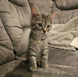 Kitten ( Tiger Mädel ) ab Anfang September abzugeben 