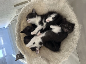 Britisch kurzhaar  hauskatze mischlinge 