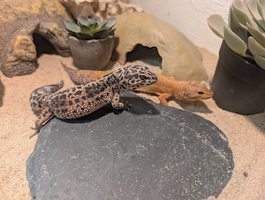 4 weibliche Leopardgeckos, 10 Jahre alt 