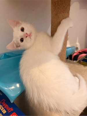Süßes Katzenmädchen sucht neues Zuhause