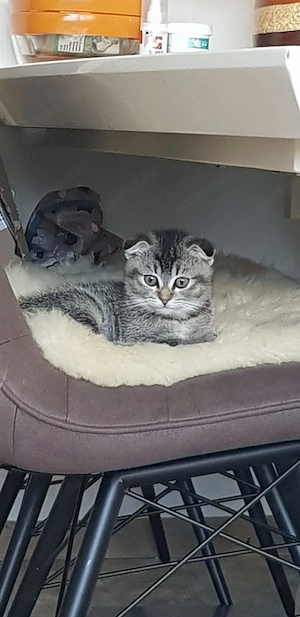 Bkh Mix Kitten