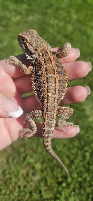 Bartagame Pogona Vitticeps 100% het trans