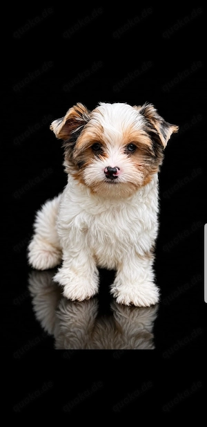 Yorkshire Terrier Bub