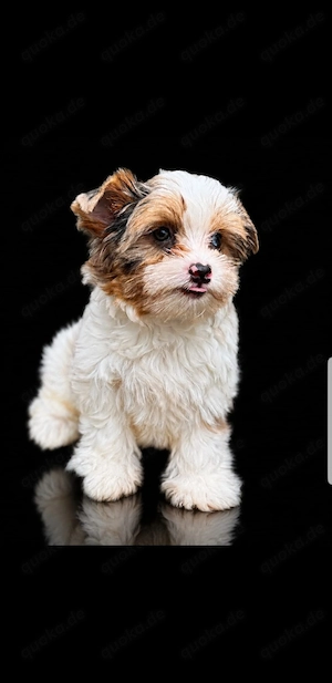 Yorkshire Terrier Bub