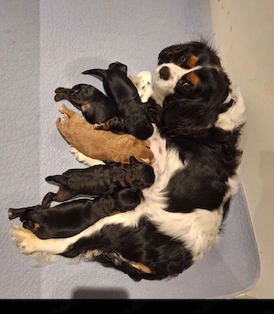 cavapoo welpen cavalier king charles spaniel