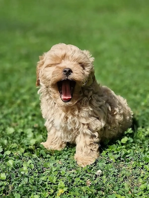 Maltipoo-Welpen   Baby-Faces mit viel Charme