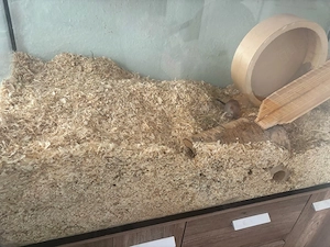 2 Rennmäuse mit Terrarium abzugeben