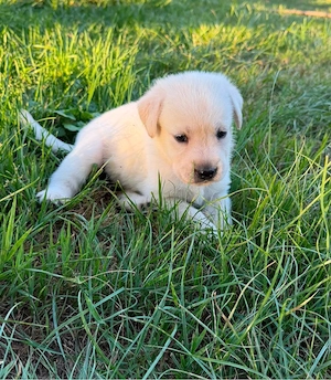 Labrador Welpen reinrassig