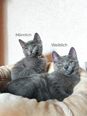 Kätzchen abzugeben