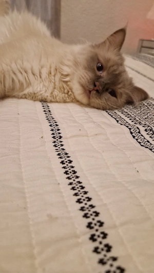    Wunderschöner Ragdoll-Kater   235         Wunderschöner Ragdoll-Kater, 1 Jahr alt, mit traumhafte