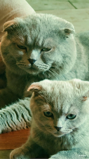 kitten katzen