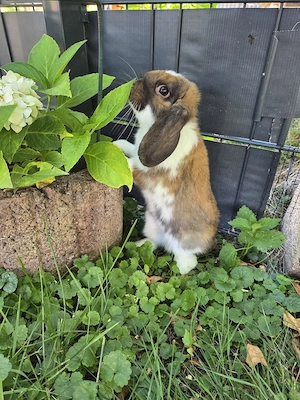 Mini-lop Zwergwidder 