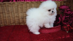 Liebevolle Pomeranian-Welpen suchen ein Zuhause