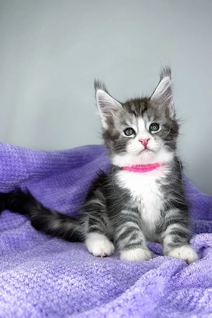   Wunderschönes, 3 Monate altes Katzenmädchen   geimpft, entwurmt und bereit für ein liebevolles Zuh
