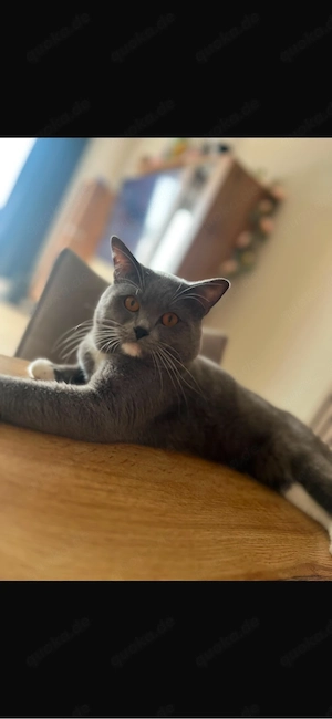 liebevollen BKH Kater abzugeben 
