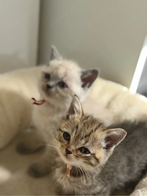 Bkh kitten 